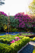 Bed with book surround, tendril support and blooming rhododendron