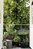 Potted plants on balcony with ornate balustrade