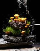 Chanterelles with earth and moss on a spoon and a slate plate under a water splash