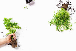 Basil and marjoram plants, male hand and empty plant pots