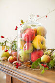 Fresh apples of different varieties harvested from an orchard under a glass bell on a wooden table