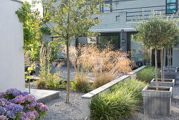 Terrace, hydrangea against wall and potted olive trees