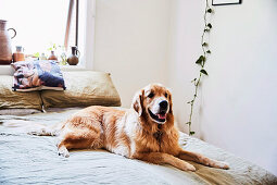 Dog lying on bed in bedroom