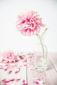 Pfingstrosenblüte in Glasflasche
