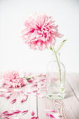 Peony in glass bottle