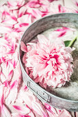 Peony on zinc tray