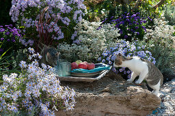 Curious cats on the bed with autumn asters