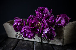 Lila Tulpen 'Purple Peony' in einer Holzkiste