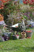 Herbstarbeiten im Garten: Hund Zula in Schubkarre am Beet mit Herbstastern