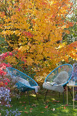 Modern armchairs in front of ironwood tree in autumn colours