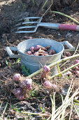Harvest of Jerusalem artichoke 'Compact Violet'