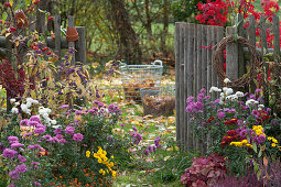 Autumn garden with chrysanthemums, love pearl bush, ornamental apple