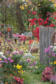 Herbstgarten mit Chrysanthemen, Liebesperlenstrauch, Fächerahorn