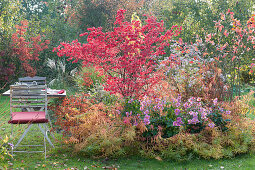 Seat at the autumn bed with spindle bush and autumn anemone 'rose bowl'