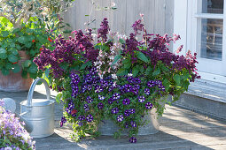 Star petunia 'Blueberry Star', fire sage Go-Go 'Purple' and magnificent candle