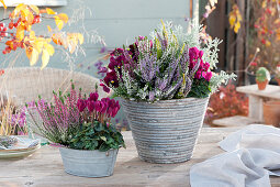 Pots with bud heather, cyclamen, pansy and saint herb