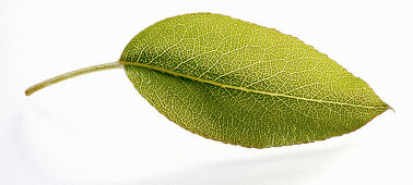 A pear leaf