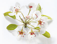 Pear blossom