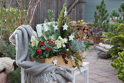 Winter-proof wooden box with skimmias and Christmas roses