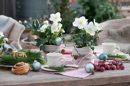 Christmas roses 'Wintergold' dressed up with knitted ribbon as table decoration