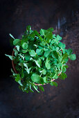 Pea seedlings