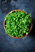 Sorrel seedlings