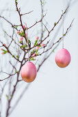 Coloured Easter eggs on a quince sprig