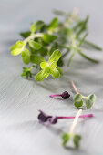 Fresh Herb Still Life