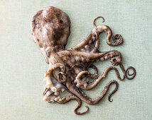 Oktopus auf blauem Untergrund