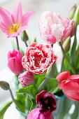 Various tulips in vase