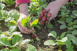 Radishes being harvested