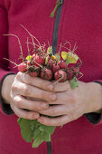 A bunch of freshly harvested radishes