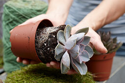 Making kokedama