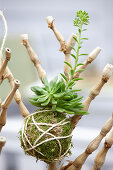 Kokedama-Ball mit Sukkulenten