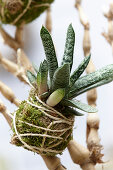 Succulent kokedama ball