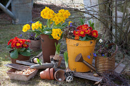 Pot arrangement with primroses, daffodils and ray anemone