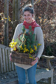 Woman carries basket with Winter aconite and pine trees