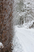 Path in the snowy garden