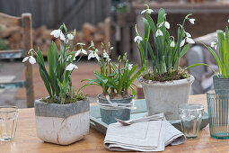Snowdrops and Lebanon squill in pots as table decorations