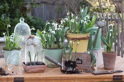 Snowdrops in tin pots, terracotta and under a bell
