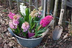 Bowl with hyacinths for planting on the garden fence