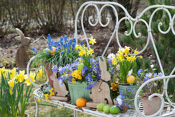 Easter decoration with daffodils, grape hyacinths, ray anemones and primrose in pots on a bench in the garden