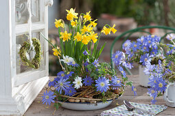 Frühlingsschale mit Narzissen 'Tete a Tete' und Strahlenanemone