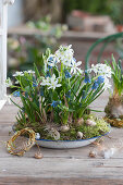 Bowl with grape hyacinths and milk star, small wreath made of willow