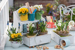 Frühlingsdeko mit Primeln, Traubenhyazinthen und Milchstern an Wandhänger mit Schubladen