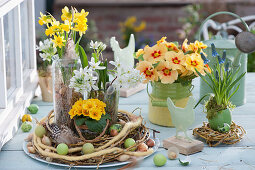 Easter table decoration with primroses, daffodils, milk star and grape hyacinths