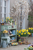Easter terrace with rock pear, daffodils, planted box and zinc bucket