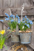 Grape hyacinths hung in a double pot, onions as decoration