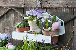 Pots decorated with rock violet Rocky 'Lavender Blush', houseleek and snow pride in wall hangings for Easter