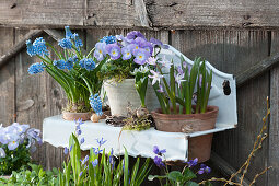 Pots of Horned Violets Rocky 'Lavender Blush', grape hyacinth and snow pride in a wall hanger